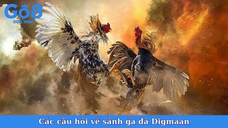 Các câu hỏi về sảnh gà đá Digmaan