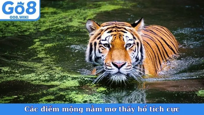 Các điềm mộng nằm mơ thấy hổ tích cực