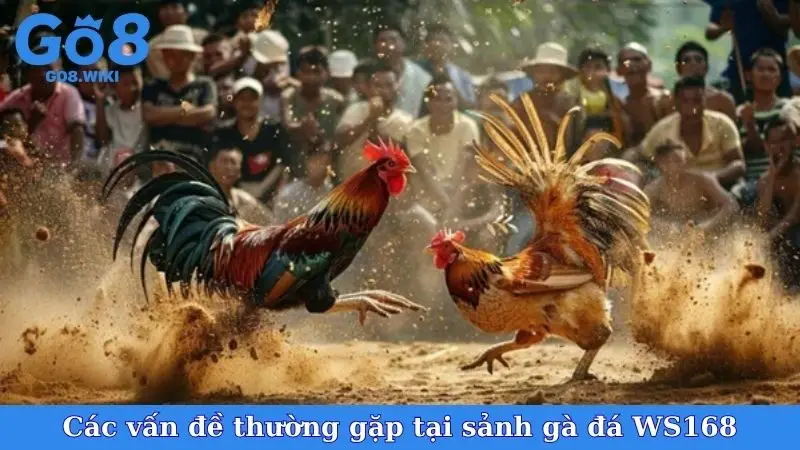 Các vấn đề thường gặp tại sảnh gà đá WS168