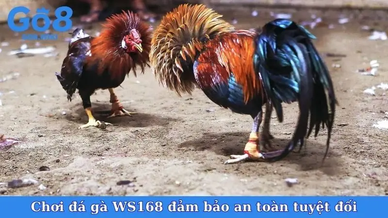 Chơi đá gà WS168 đảm bảo an toàn tuyệt đối