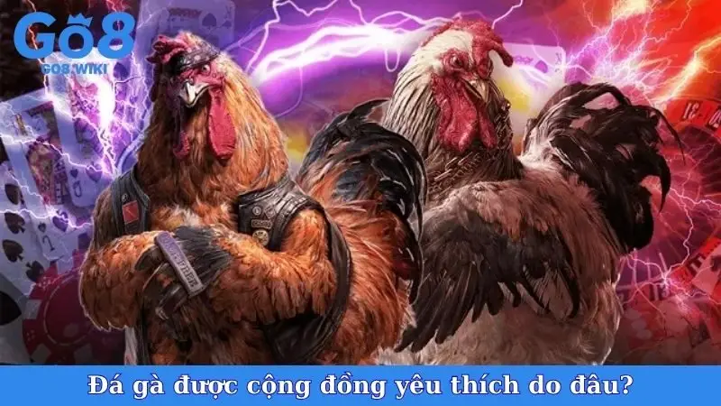 Đá gà được cộng đồng yêu thích do đâu?