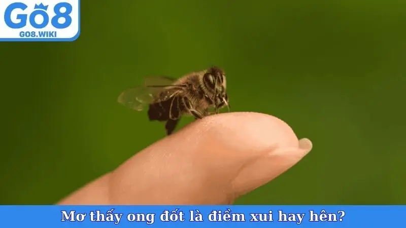 Mơ thấy ong đốt là điềm xui hay hên?