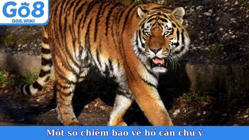 Một số chiêm bao về hổ cần chú ý