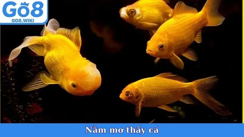 Nằm Mơ Thấy Cá
