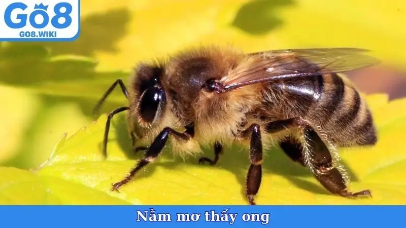 Nằm Mơ Thấy Ong