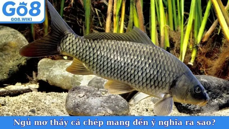 Ngủ mơ thấy cá chép mang đến ý nghĩa ra sao?