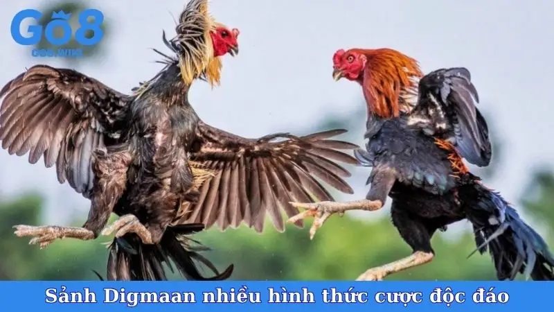 Sảnh Digmaan nhiều hình thức cược độc đáo