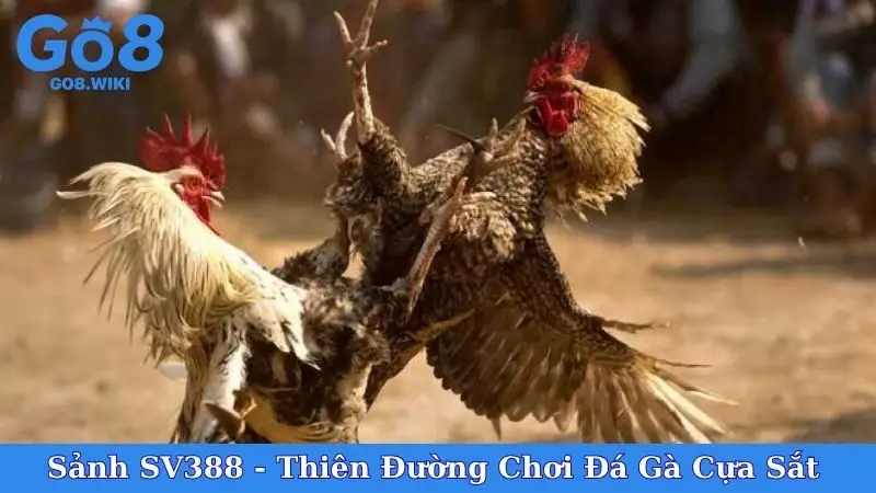Sảnh SV388 - Thiên Đường Chơi Đá Gà Cựa Sắt