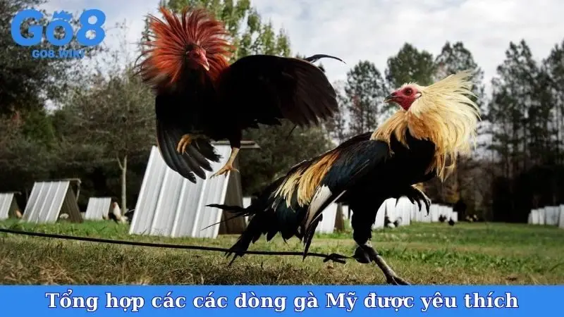 Tổng hợp các các dòng gà Mỹ được yêu thích