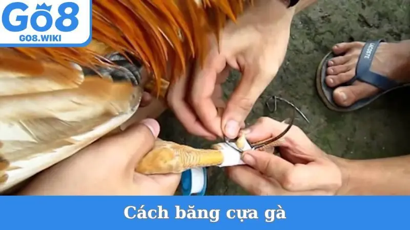 Cách Băng Cựa Gà