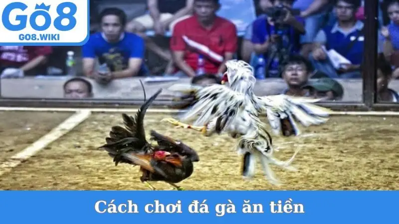 Cách Chơi Đá Gà Ăn Tiền