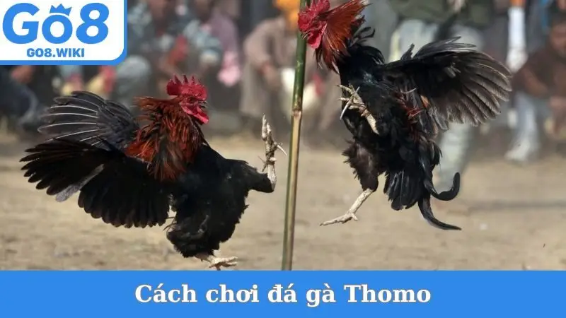 Cách Chơi Đá Gà Thomo