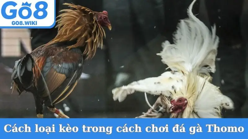 Cách kèo phổ biến trong cách chơi đá gà Thomo