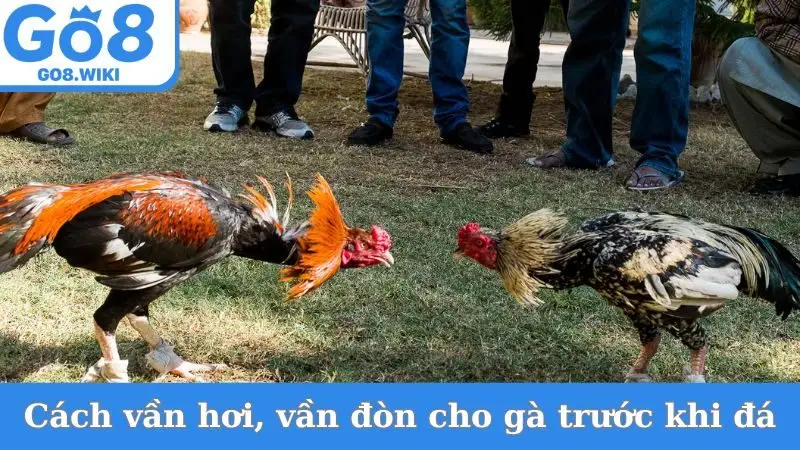 Cách vần hơi, vần đòn cho gà trước khi đá