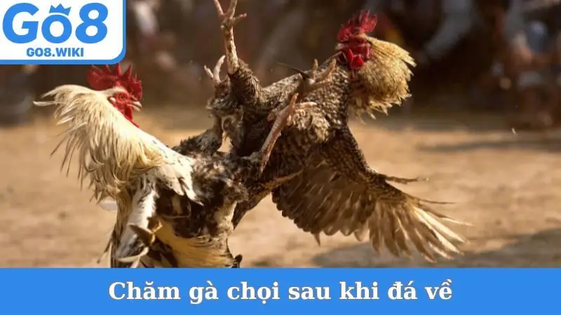 Chăm Gà Chọi Sau Khi Đá Về