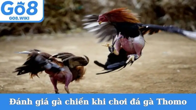 Cách đánh giá gà chiến khi chơi đá gà Thomo
