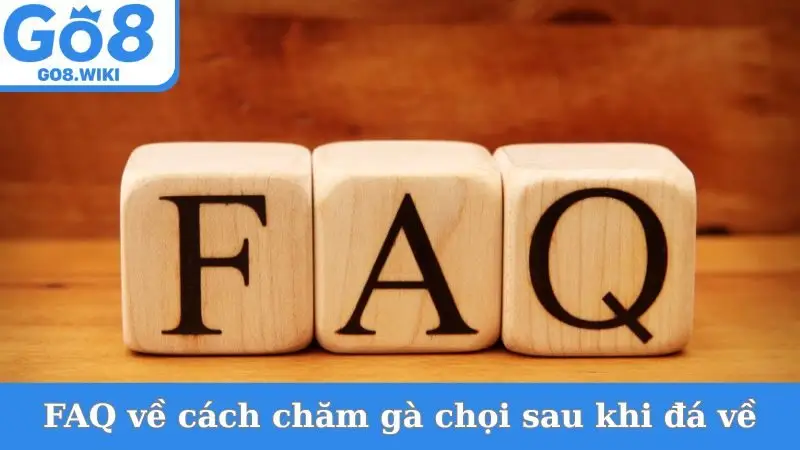 FAQ về cách chăm gà chọi sau khi đá về