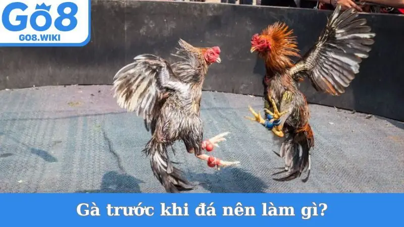 Gà Trước Khi Đá Nên Làm Gì