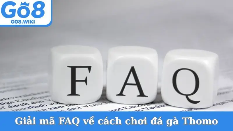 Giải mã FAQ về cách chơi đá gà Thomo