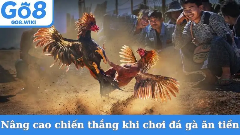 Cách nâng cao chiến thắng khi chơi đá gà ăn tiền