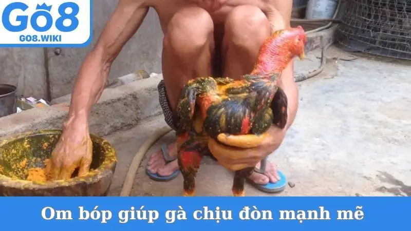 Om bóp giúp gà chịu đòn mạnh mẽ 