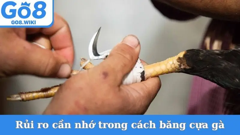 Rủi ro cần nhớ trong cách băng cựa gà