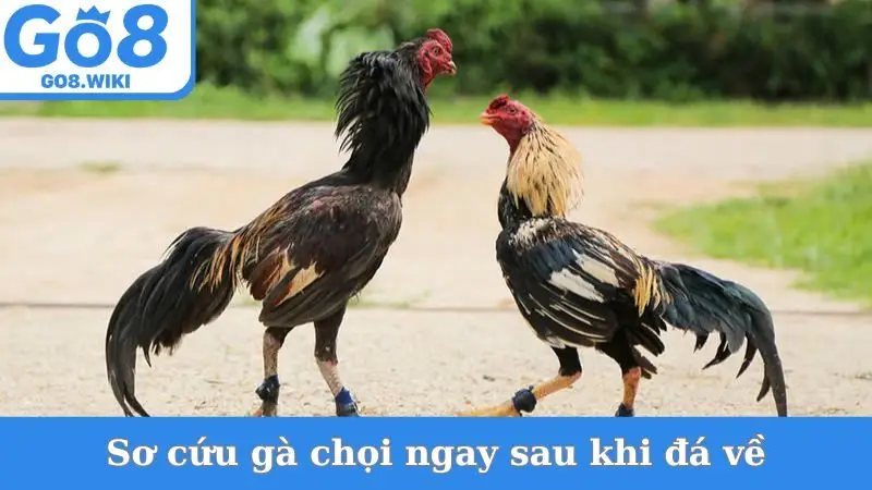 Sơ cứu gà chọi ngay sau khi đá về