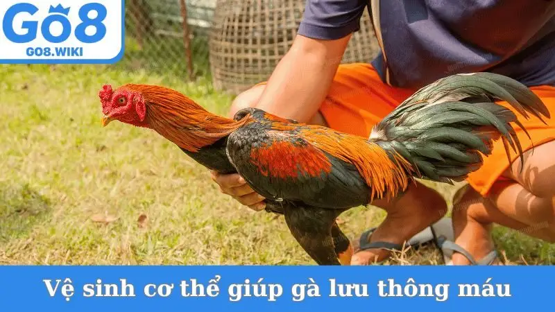 Vệ sinh cơ thể giúp gà lưu thông máu